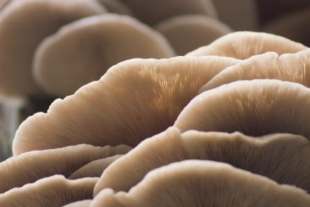 Dušená hlíva nakyselo